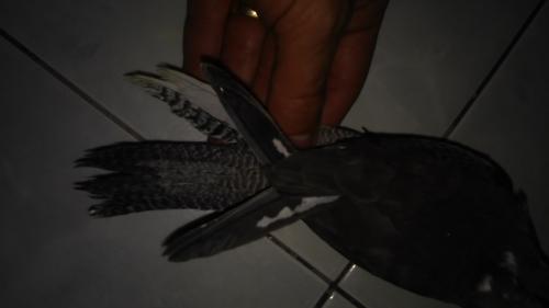 20150803_174156.thumb.jpg.2eb518830a8cd1