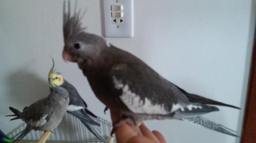 20150810_121008.thumb.jpg.79bbb39b01b985