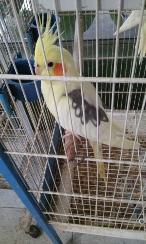 20150821_181337.thumb.jpg.b067070fd64e81