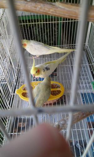 20150822_081218.thumb.jpg.9fb2236e7197e6