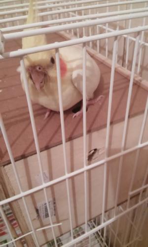 20150829_183422.thumb.jpg.fd822e00270ffd