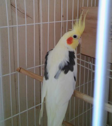 55e22a209ad47_Sem_ttulo.thumb.jpg.714776