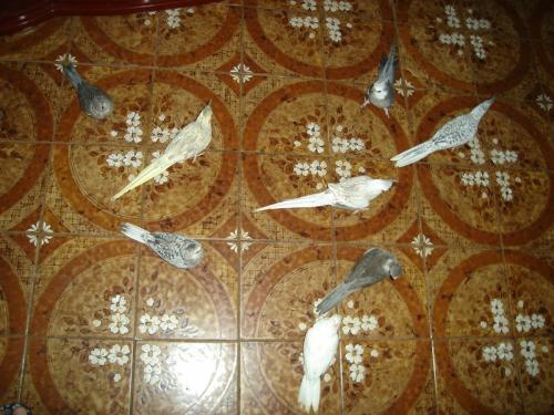 DSC00386.thumb.jpg.3ed9d562270313658a5c4