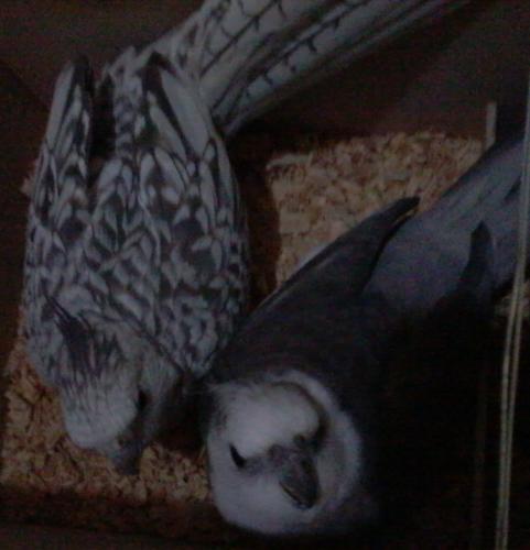 Foto-0452.thumb.jpg.ea6ca90b24b8007afeba