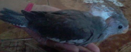 Foto-0621.thumb.jpg.c958e35ec99a1a5000f8