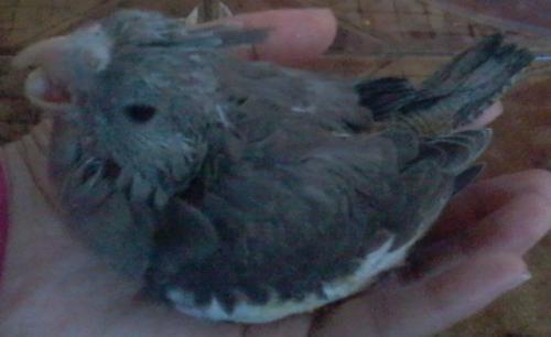 Foto-0636.thumb.jpg.81e3c0fb099ae3157185