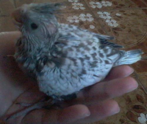 Foto-0644.thumb.jpg.36e1aa8adb3d8466e83b