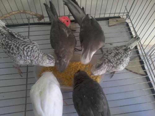 Foto-0702.thumb.jpg.b37acb72842401db0001