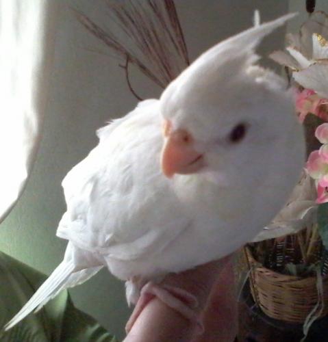 Foto-0739.thumb.jpg.a6300886c60aa492d82d