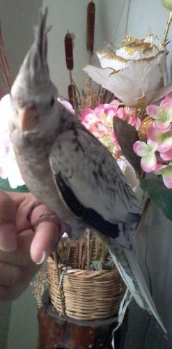 Foto-0749.thumb.jpg.3baa31a02d057d36f4ae