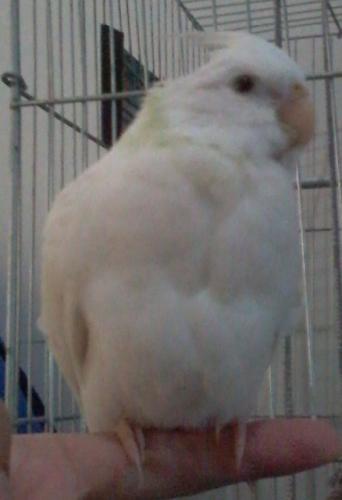 Foto-0829.thumb.jpg.3bb25d2b9a765e200cf5