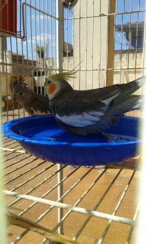 IMG-20150731-WA0003.thumb.jpg.97b015a64e