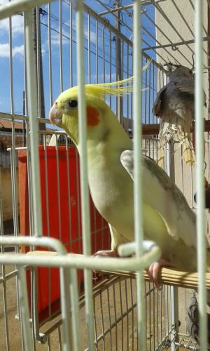 IMG-20150731-WA0004.thumb.jpg.ab9bc7ddd5