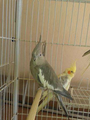 IMG-20150802-WA0003.thumb.jpg.3291f7cb99