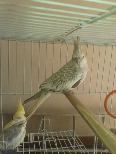 IMG-20150802-WA0004.thumb.jpg.dbaa741110