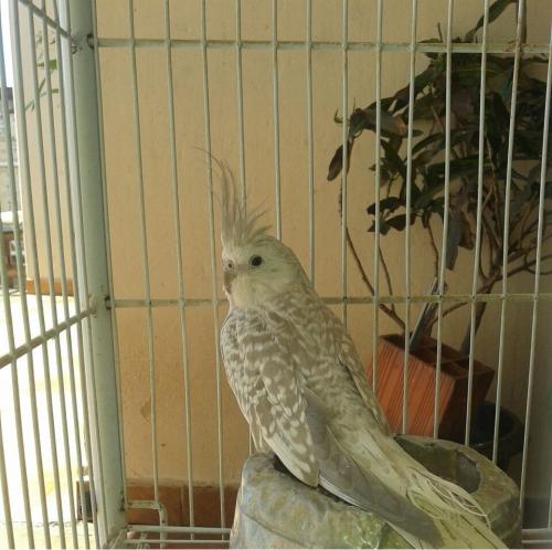 IMG-20150802-WA0006.thumb.jpg.5559435d9f