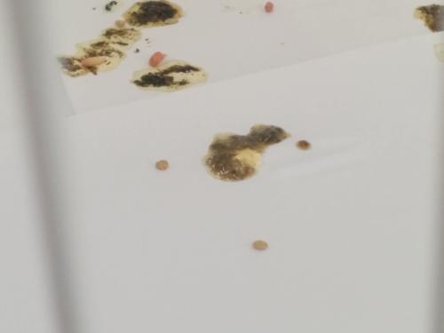 IMG-20150804-WA0029.thumb.jpg.7cfd53b77f