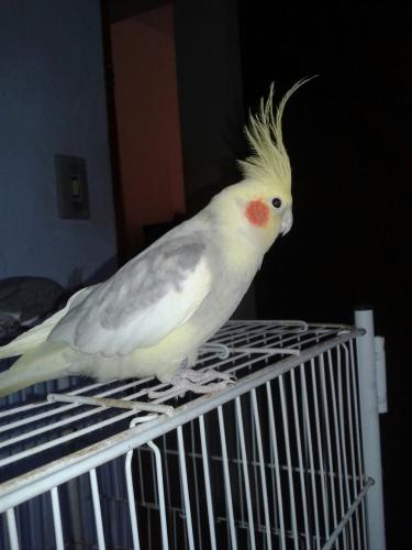 IMG-20150805-WA0002.thumb.jpg.d654500909