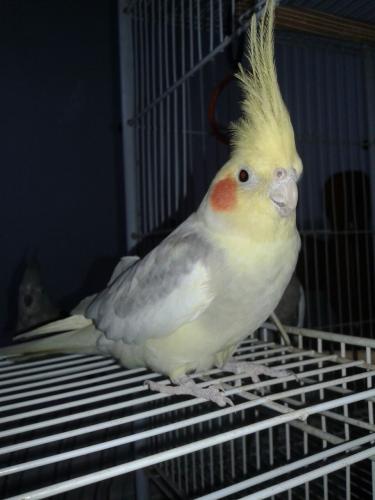 IMG-20150805-WA0003.thumb.jpg.d3417f7cdc