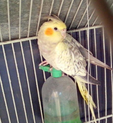 IMG_20150807_125700.thumb.jpg.b7167243f5