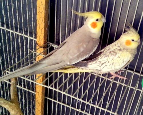 IMG_20150807_125916.thumb.jpg.799eb514bb