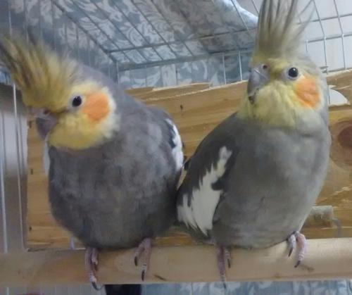 IMG_20150818_224133.thumb.jpg.14d0ed7409