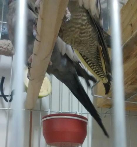 IMG_20150818_224314.thumb.jpg.2ed603cbc7