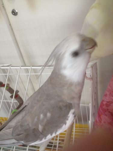 Iphone_pics2_581.thumb.JPG.1b36fdc425bd9