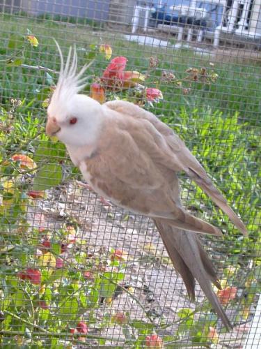 Sandra-Trottoer-W-F-male-DSCN5184-450x60