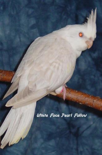 White face pearl Fallow Lily 4.JPG