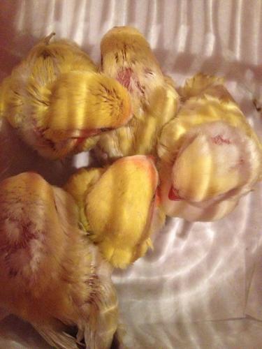 ninhada numero 3.jpg