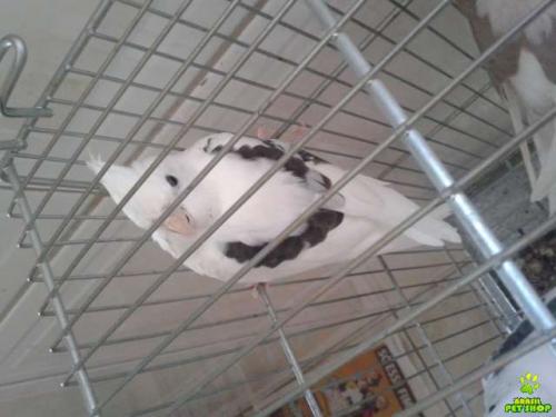 -16672_1393883304.thumb.jpg.fd506490111c