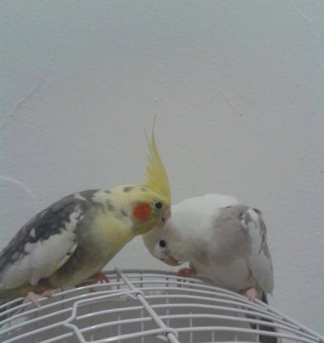 10859311_422741461210134_576009366_n.thu