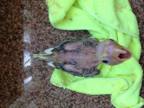 11016840_972558729475750_559695065985413