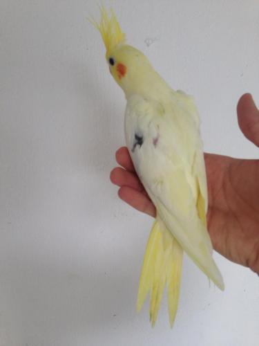 11112998_1619618344923253_18031149191952