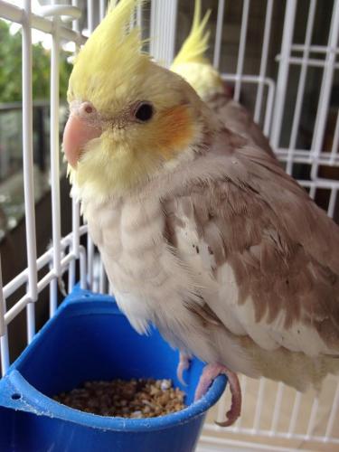 11126365_1017299208335035_642380292_n.th