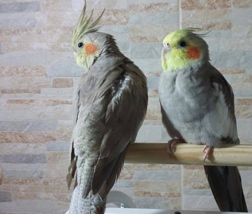 11992024_518462291638050_1627119078_n.th