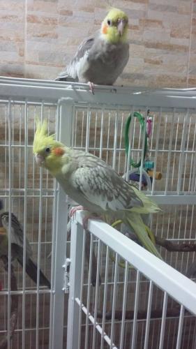 11992473_518462244971388_904672760_n.thu