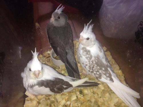 11997389_1732680110293786_1116178451_n.t