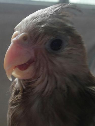 20150912_132715-1.thumb.jpg.e06439ccd08d