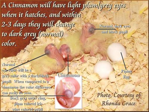 248839_orig.thumb.jpg.433854955d7b1b7251