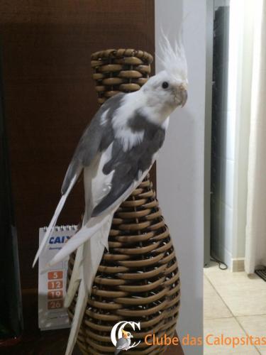 C__Data_Users_DefApps_AppData_INTERNETEXPLORER_Temp_Saved Images_large_IMG-20150502-WA0006_jpg_e1321b86da45103e96e39b53ac80bb8b.jpg