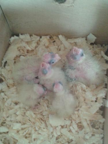 Filhotes do silvestre.jpg