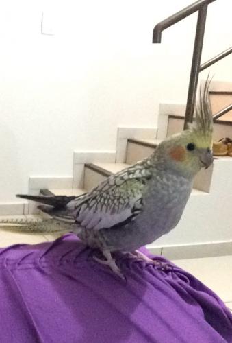 FullSizeRender.thumb.jpg.a4630512e32b5e7