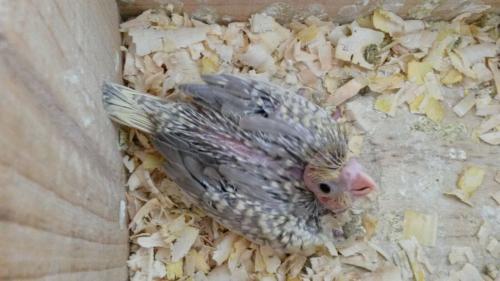 IMG-20150903-WA0000.thumb.jpg.55712a0097