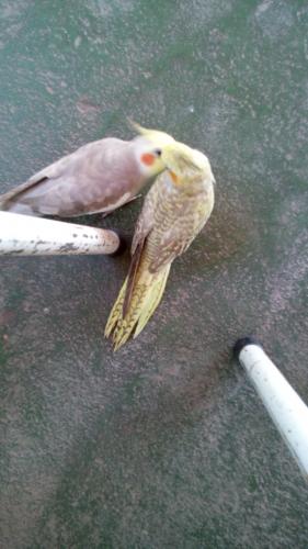 IMG-20150918-WA0031.thumb.jpeg.e5ff595a1