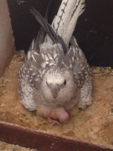 IMG_3246.thumb.JPG.28b820e34a8b2e2fe215b