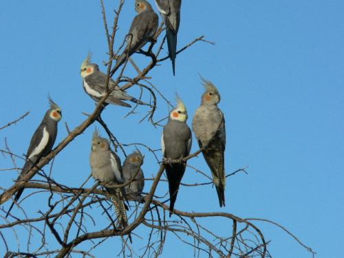 calopsitas_natureza.thumb.jpg.79e18c368a