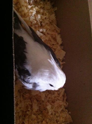 image.thumb.jpg.e5df8232fedb7691b83eb78d