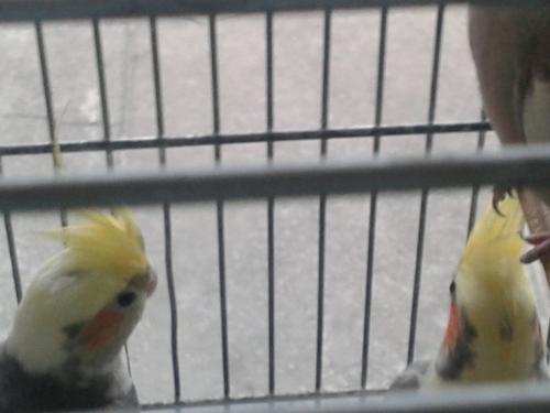 machos.thumb.jpg.4dbbc6e53d9310e4242d517